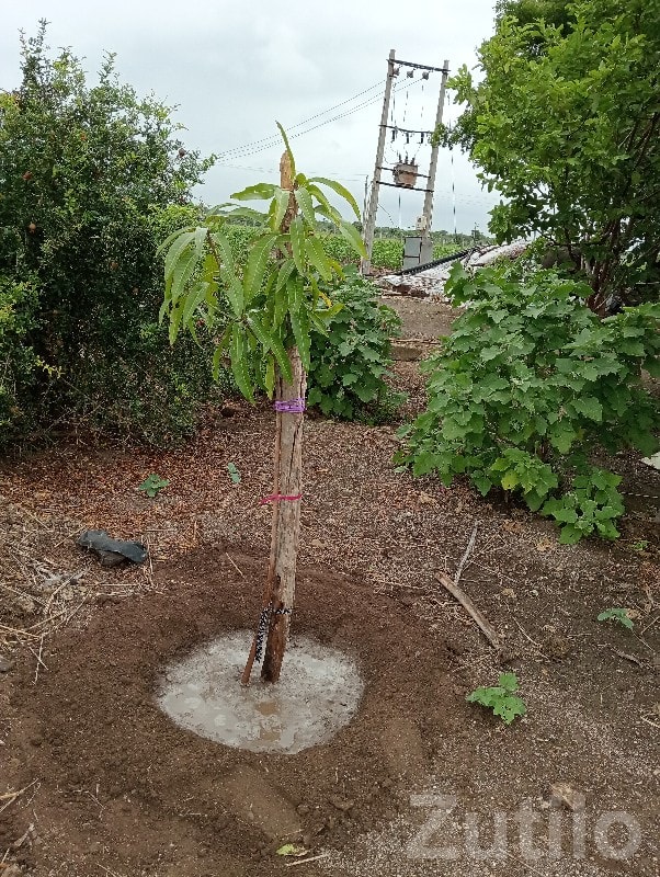 Agricultural Plot with Farm House, Lathi - જમીન અને પ્લોટ - લાઠી - Image 2