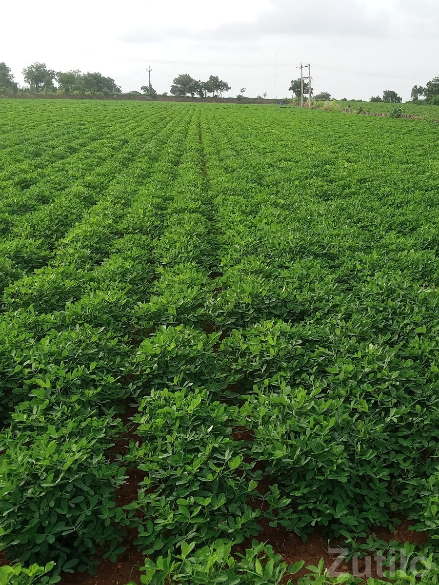 Fertile Green Farmland Plot Jamjodhpur - Land & Plots - Jamjodhpur - Image 2