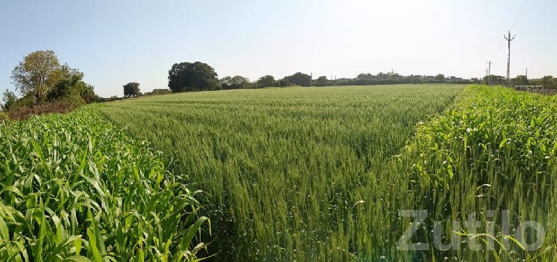 Fertile Agricultural Land in Talala Fertile Agricultural Land in Talala