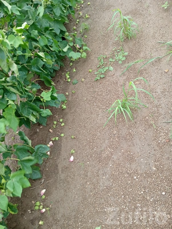 Agricultural Plot with Farm House, Lathi - જમીન અને પ્લોટ - લાઠી - Image 3