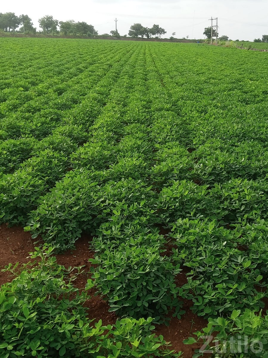 Fertile Green Farmland Plot Jamjodhpur - Land & Plots - Jamjodhpur - Image 3