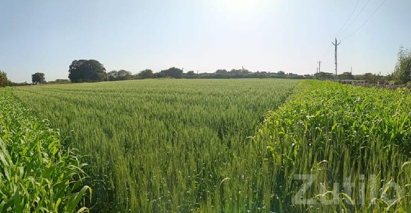 Fertile Agricultural Land in Talala - Land & Plots - Talala - Image 2