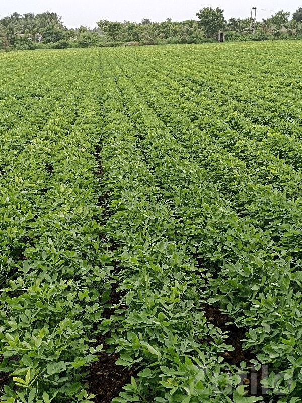 Fertile Green Farmland Plot in Mangrol Fertile Green Farmland Plot in Mangrol