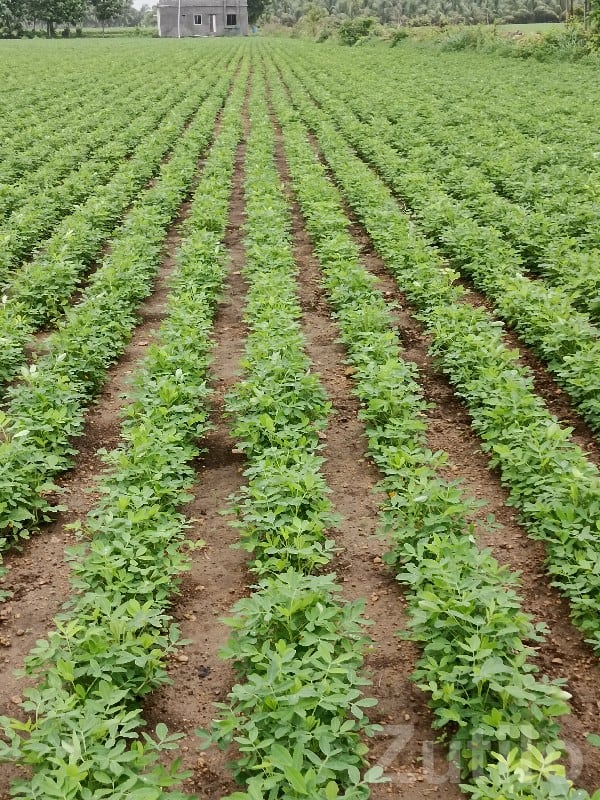 Fertile Green Farmland Plot in Mangrol - Land & Plots - Mangrol - Image 2
