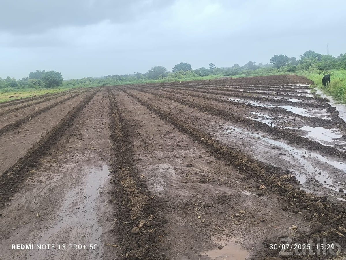 Fertile Green Farmland Plot in Talala - Land & Plots - Talala - Image 2