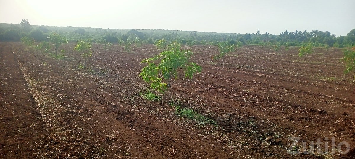 Fertile Green Farmland Plot in Talala - Land & Plots - Talala - Image 3