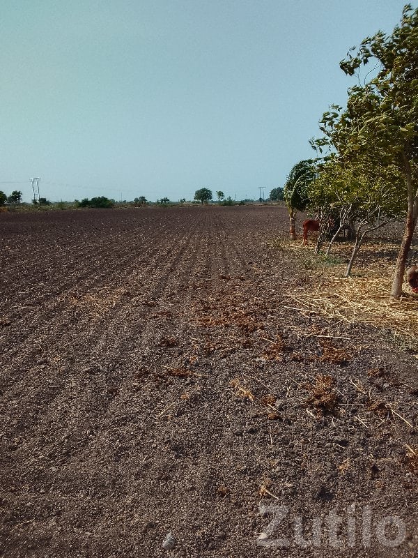 Fertile Agricultural Land Plot for Sale - Land & Plots - Manavadar - Image 2