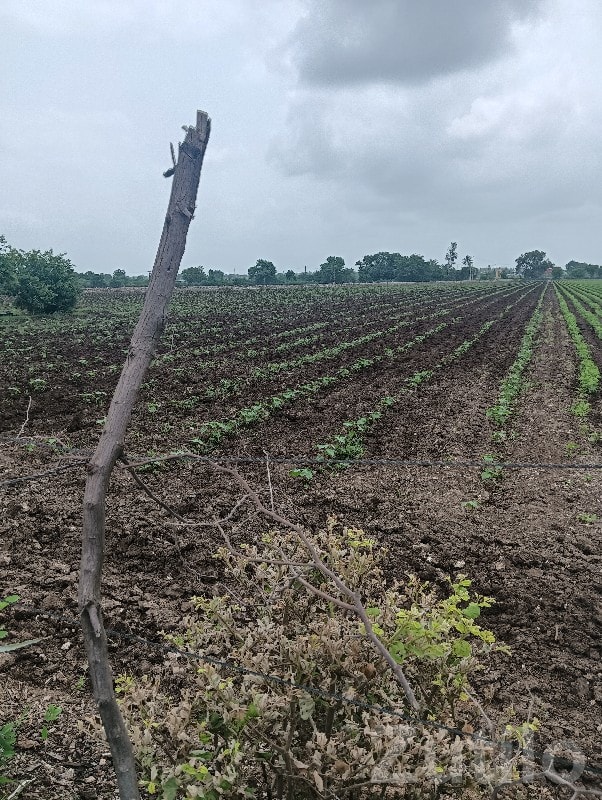 Rajkot Fertile Agriculture Land for Sale Rajkot Fertile Agriculture Land for Sale
