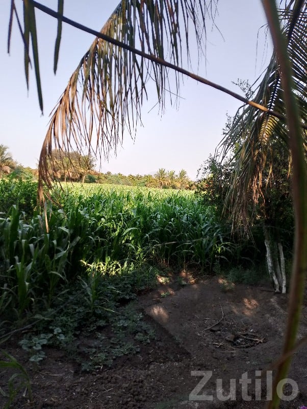 Fertile Green Agricultural Land Vanthali Fertile Green Agricultural Land Vanthali