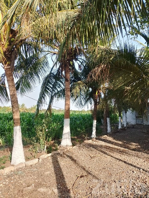 Fertile Green Agricultural Land Vanthali - જમીન અને પ્લોટ - વંથલી - Image 3