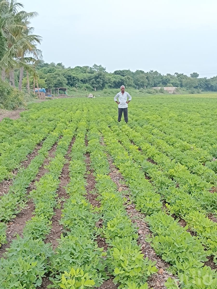 11.5 Bigha Fertile Farm Land Wankaner