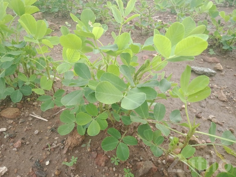 Agricultural Land Plot for Sale Kutiyana - Land & Plots - Kutiyana - Image 3