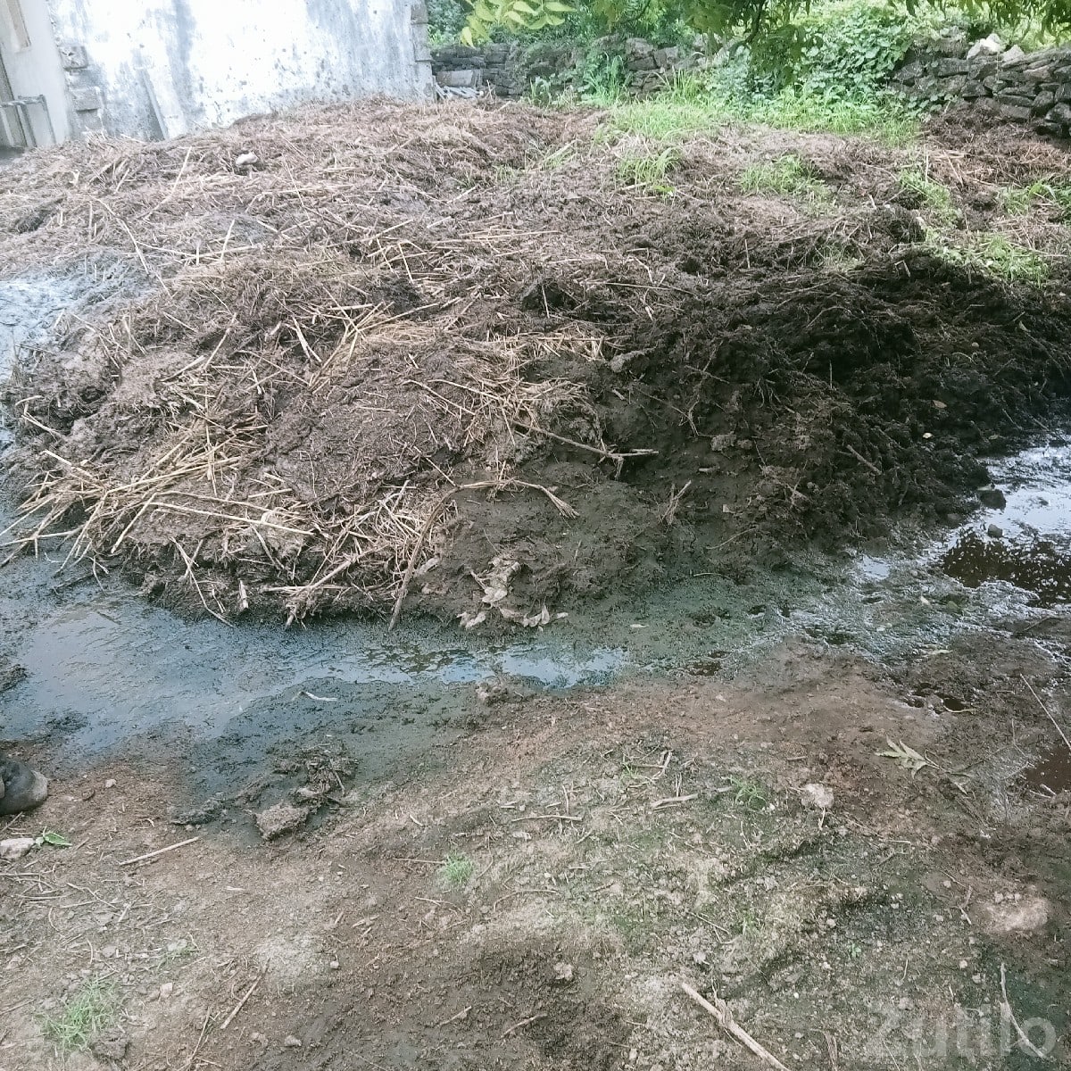 Desi Chhaniyu Organic Manure Bulk Desi Chhaniyu Organic Manure Bulk