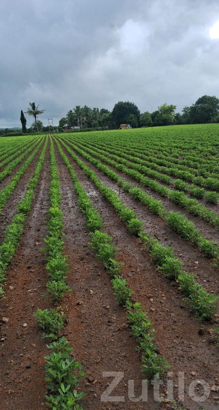 Fertile Agricultural Land for Sale - જમીન અને પ્લોટ - ઉપલેટા - Image 3
