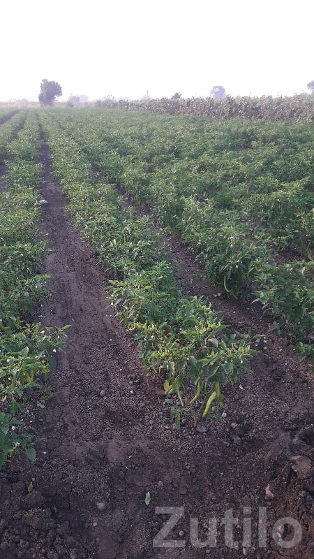 Gondal Fertile Agricultural Land Plot