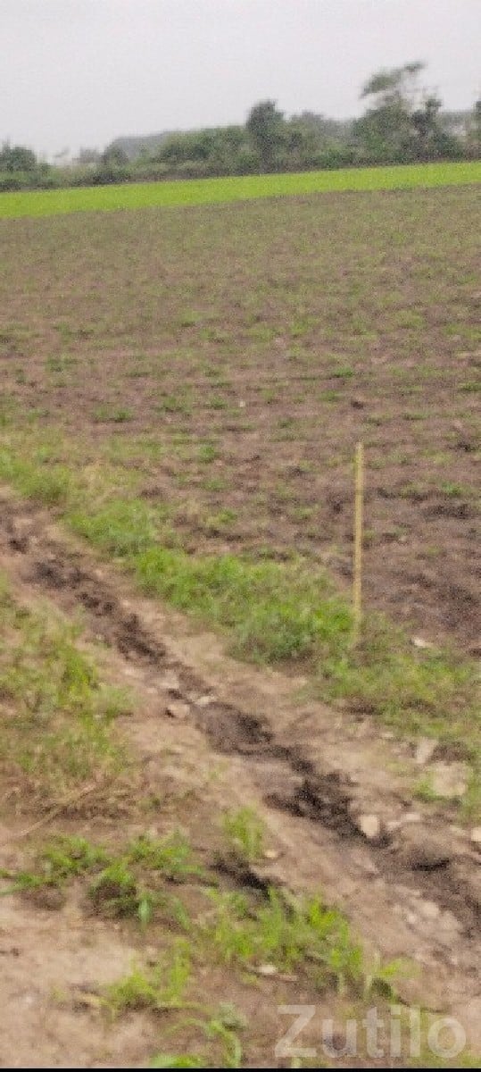 Talala Fertile Agriculture Land Plot