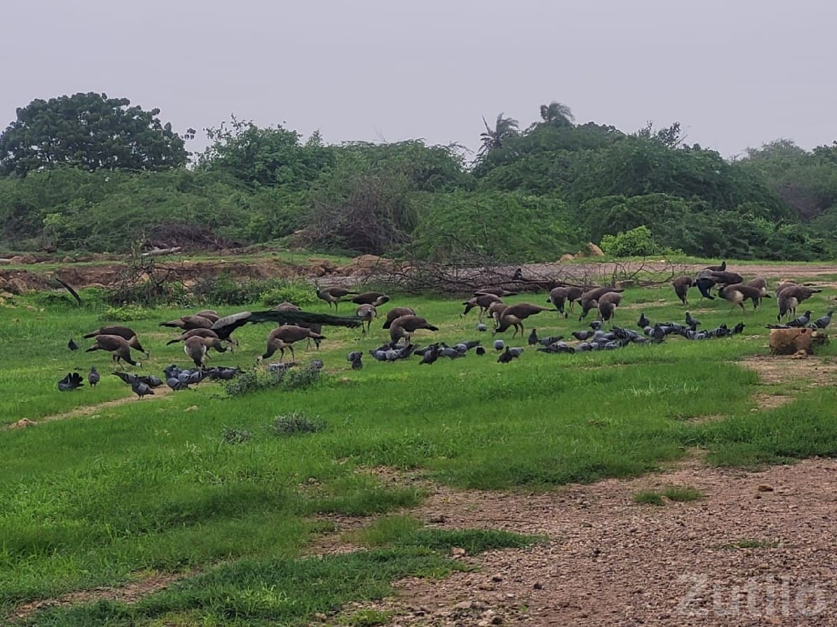 Green Agricultural Land in Kalyanpur