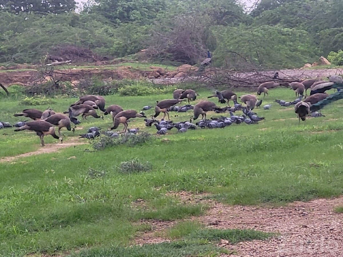 Green Agricultural Land in Kalyanpur - જમીન અને પ્લોટ - કલ્યાણપુર - Image 2