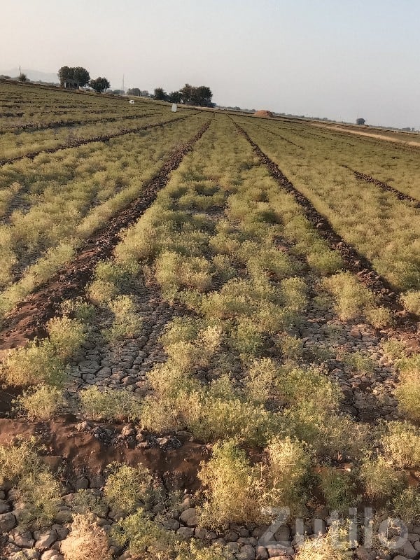 11 Vigha Fertile Agricultural Land, Ranavav 11 Vigha Fertile Agricultural Land, Ranavav