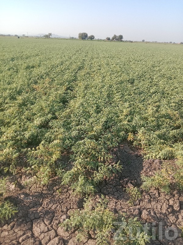 11 Vigha Fertile Agricultural Land, Ranavav - Land & Plots - Ranavav - Image 2