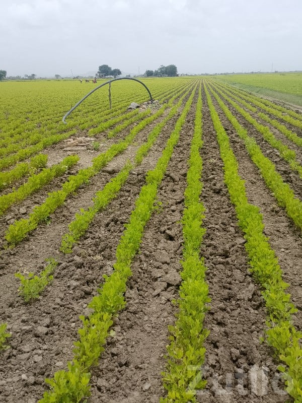11 Vigha Fertile Agricultural Land, Ranavav - Land & Plots - Ranavav - Image 3