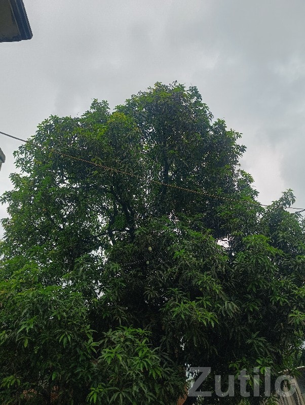 Green Agricultural Land for Sale, Talala Green Agricultural Land for Sale, Talala