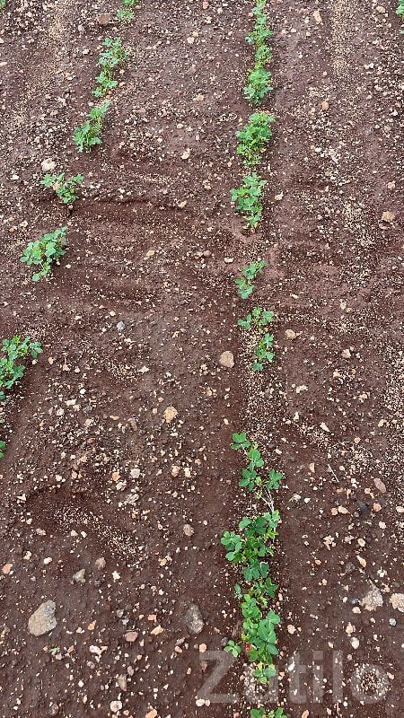 Jamjodhpur Agriculture Plot with Well - Land & Plots - Jamjodhpur - Image 2