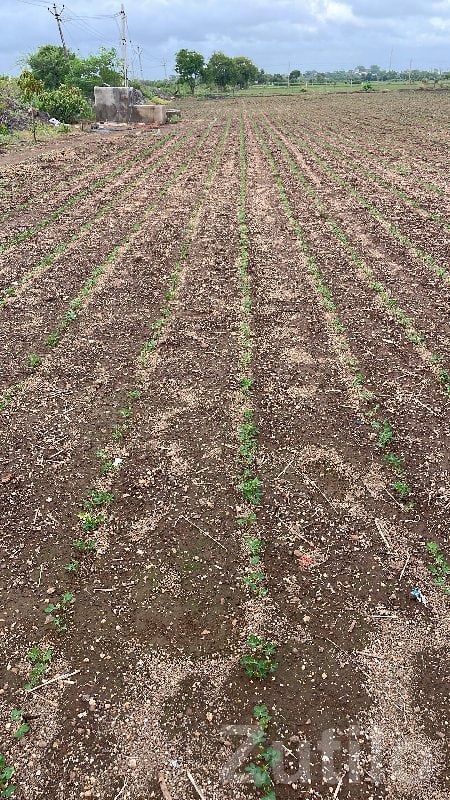 Jamjodhpur Agriculture Plot with Well - Land & Plots - Jamjodhpur - Image 3