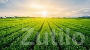 Fertile Agricultural Land Wanted