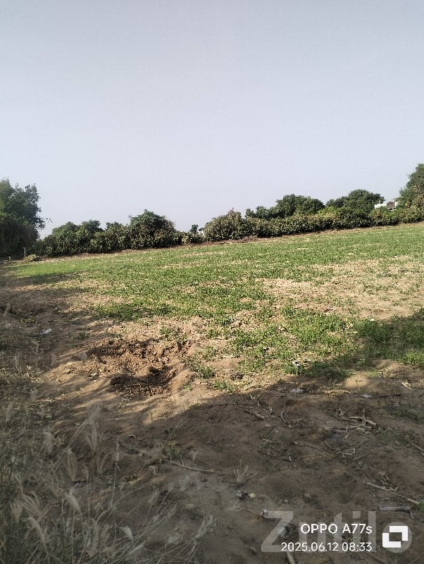Becharaji Sankhalpur Road Touch Farmland Plot Becharaji Sankhalpur Road Touch Farmland Plot
