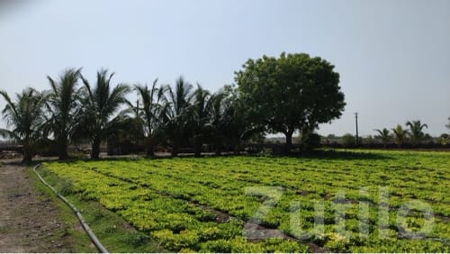 Fertile 25 Bigha Farm Land with Well Water - Land & Plots - Talala - Image 2