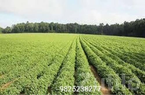Fertile 25 Bigha Farm Land with Well Water - Land & Plots - Talala - Image 3