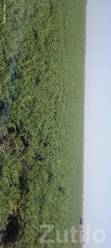 Fertile Agricultural Land in Mangrol - જમીન અને પ્લોટ - માંગ્રોળ - Image 2