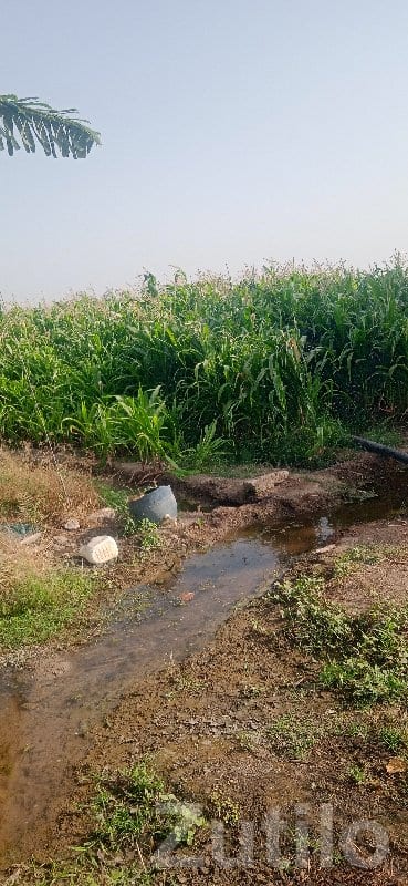 Fertile 7 Bigha Agricultural Land Upleta