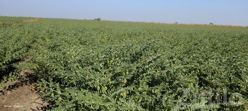 Fertile Agricultural Land in Mangrol - જમીન અને પ્લોટ - માંગ્રોળ - Image 3