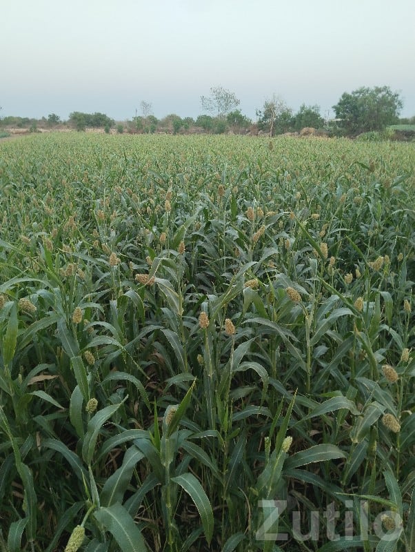 Fertile Agricultural Land in Kutiyana - Land & Plots - Kutiyana - Image 2