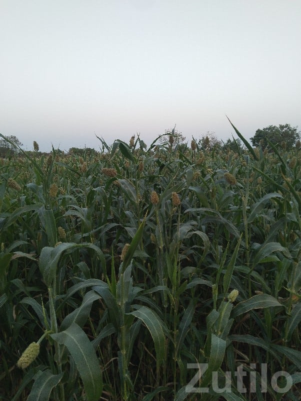 Fertile Agricultural Land in Kutiyana - Land & Plots - Kutiyana - Image 3