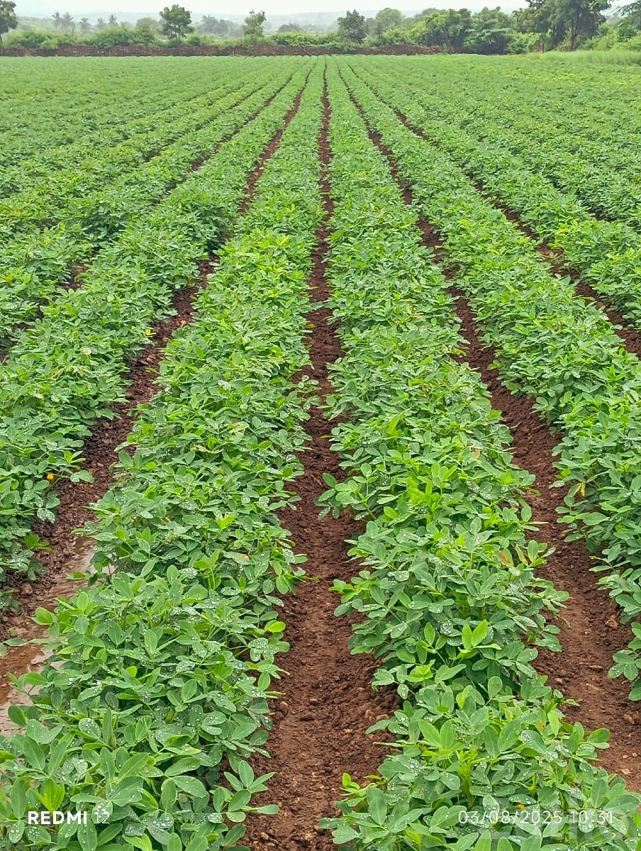 Fertile Agricultural Land 17.4 Vigha
