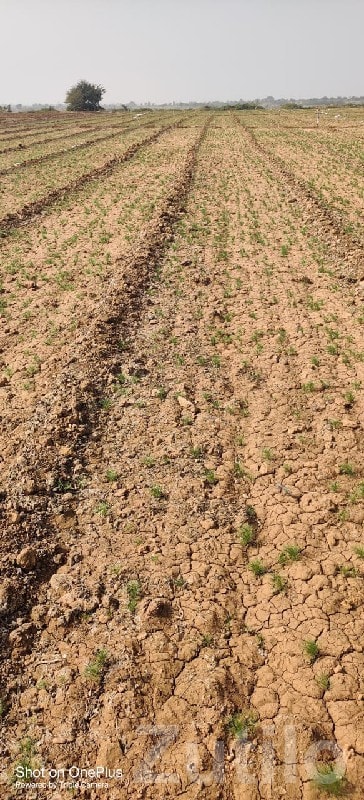 Fertile Agricultural Land in Kalyanpur