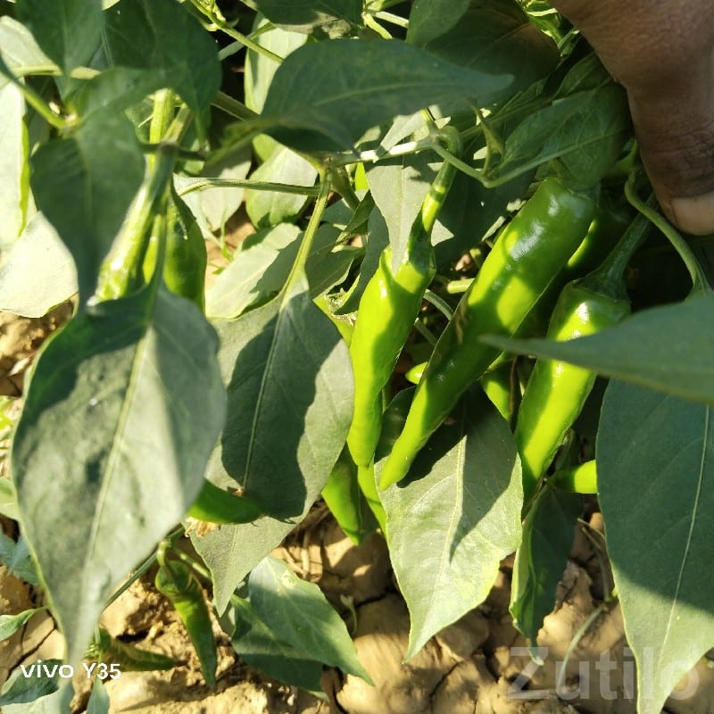 Dwarka Fertile Farm Land for Chilli Crop