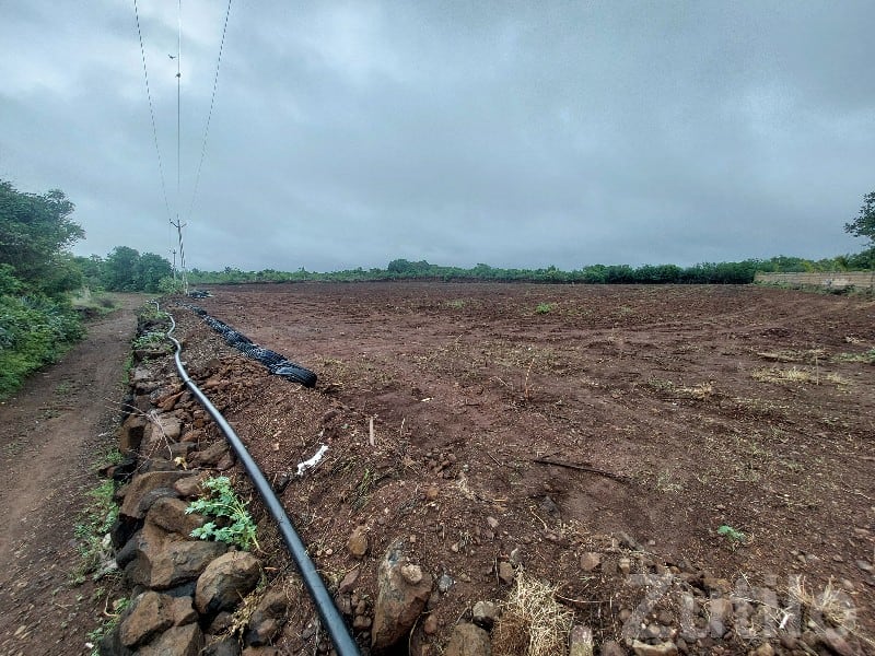 Fertile Open Land in Jambhalata Village - Land & Plots - Visavadar - Image 3