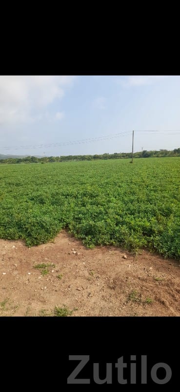 50 Vigha Fertile Green Farmland Plot Sale - Land & Plots - Kalyanpur - Image 2