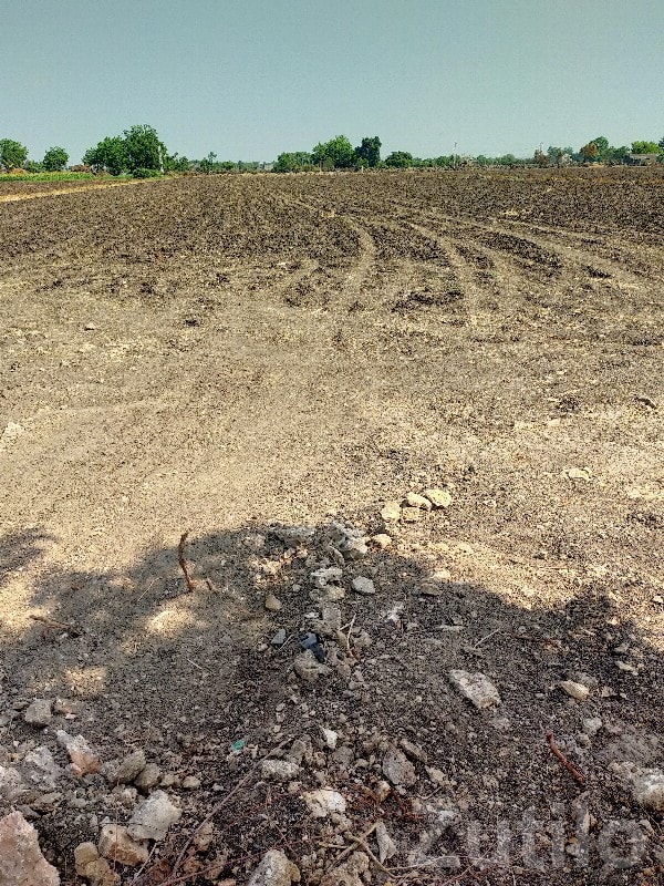 14 Vigha Agriculture Land in Kutiyana - Land & Plots - Kutiyana - Image 2