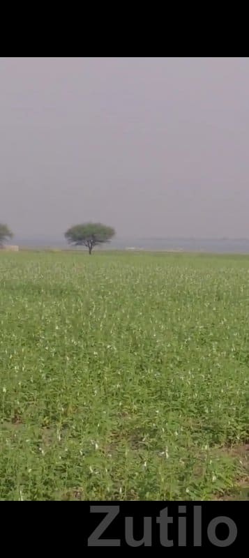 Fertile Agricultural Land in Gondal - Land & Plots - Gondal - Image 3