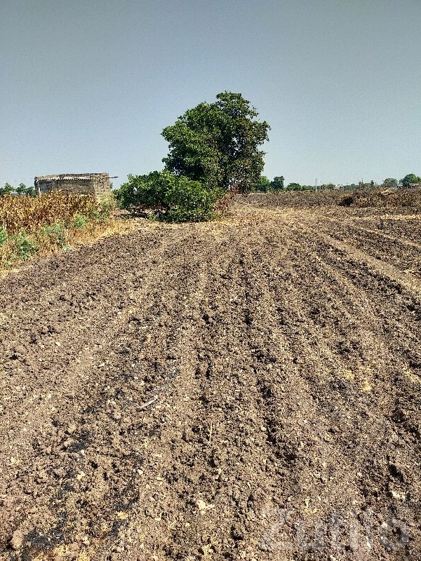 14 Vigha Agriculture Land in Kutiyana - Land & Plots - Kutiyana - Image 3