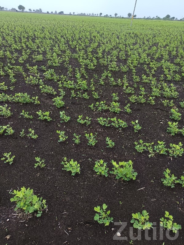 7 Vigha Fertile Farm Land Upleta