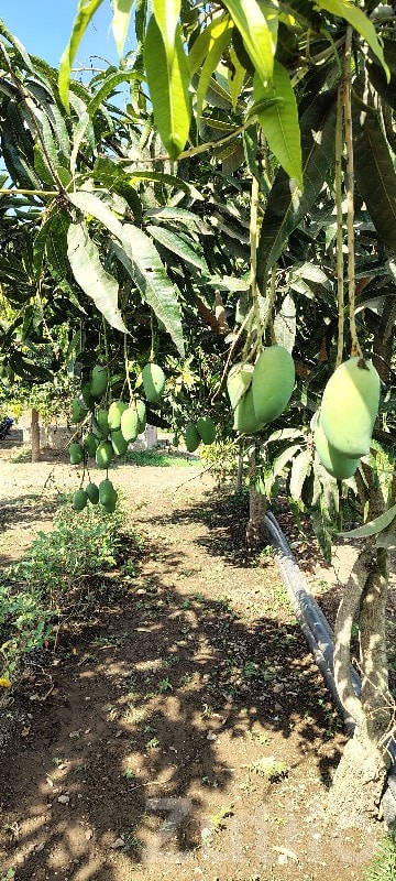 Mango Orchard Farm Land on Commission