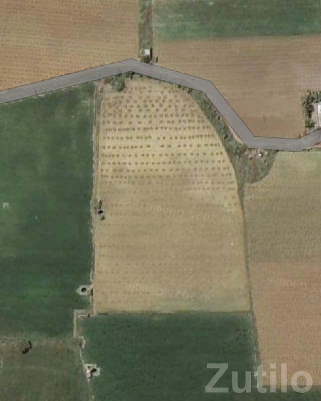 Fertile Agricultural Plot for Sale, Chhaya - જમીન અને પ્લોટ - છાયા - Image 2