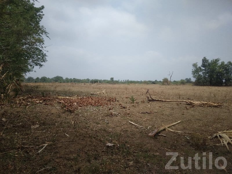Open Agricultural Land Plot in Halol - જમીન અને પ્લોટ - હાલોલ - Image 2