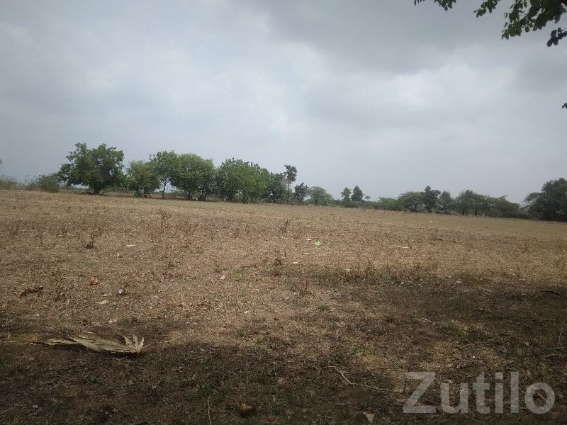 Open Agricultural Land Plot in Halol - જમીન અને પ્લોટ - હાલોલ - Image 3